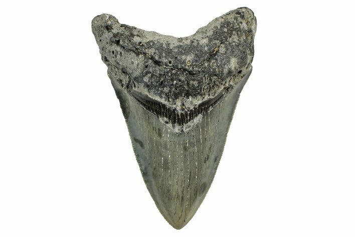 Serrated, Fossil Megalodon Tooth - North Carolina #378097